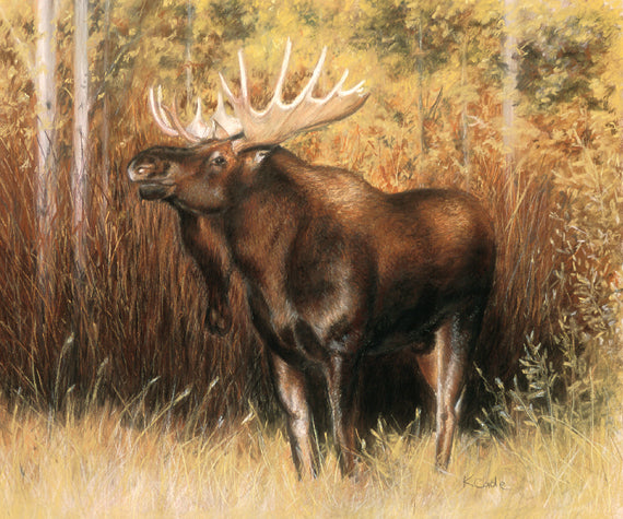 Bull Moose - Card