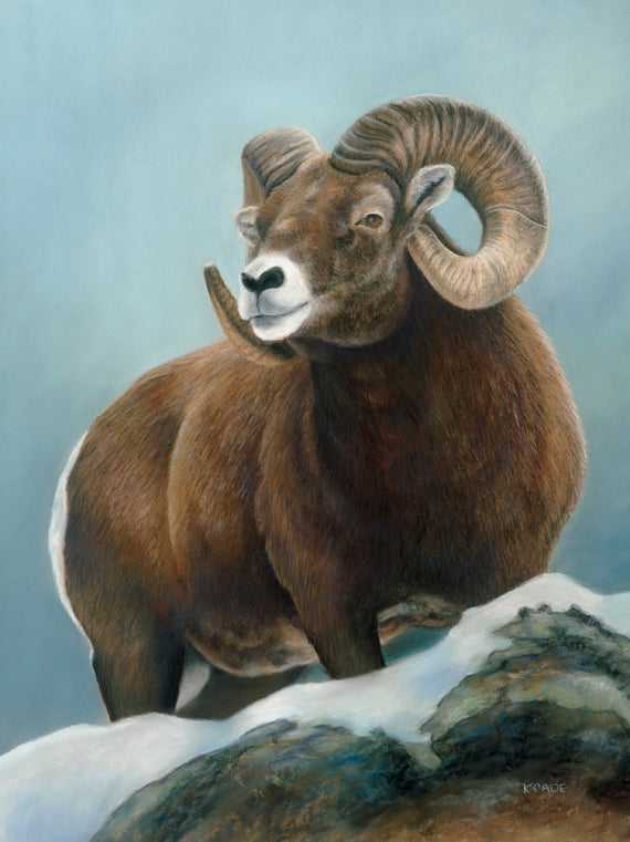 Bighorn Ram